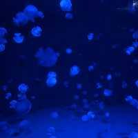 【京都】クラゲワンダー！京都水族館