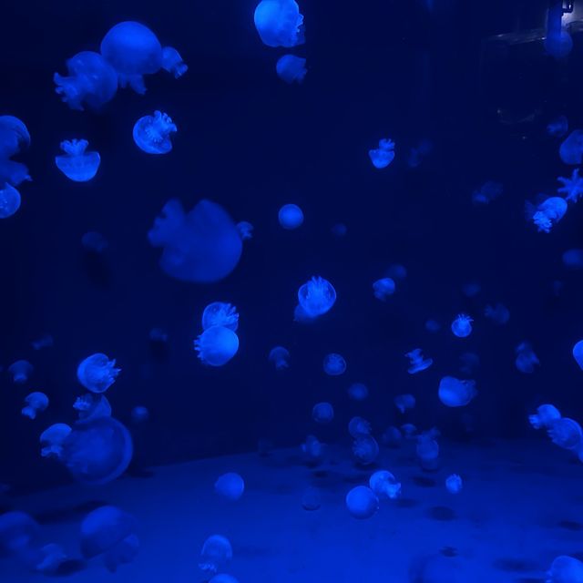 【京都】クラゲワンダー！京都水族館
