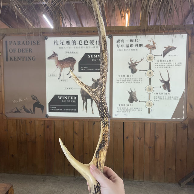 鹿境-梅花鹿生態公園 （墾丁必經之路）
