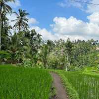 Experience at Tegallalang Rice Terraces