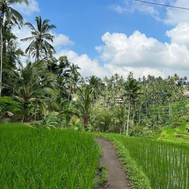 Experience at Tegallalang Rice Terraces