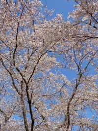 아는 사람들만 간다는 벚꽃 명소 🌸