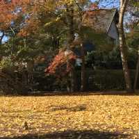 長瀞の紅葉ちょー綺麗！是非行ってみてください
