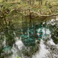 原生林🌳の中の神秘の池　神の子池
