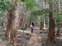Catch your breath at the healing forest 