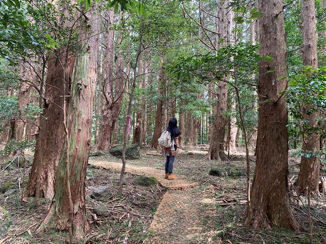 Catch your breath at the healing forest 