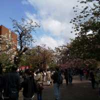 人数制限のお陰で、ゆったりと造幣局で、お花見。