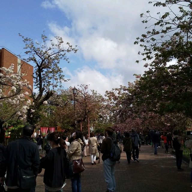 人数制限のお陰で、ゆったりと造幣局で、お花見。