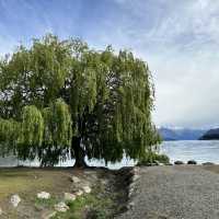 NZ 紐西蘭 南島 Wanaka