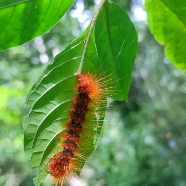 Amazing Jungle trek to Tea Farm