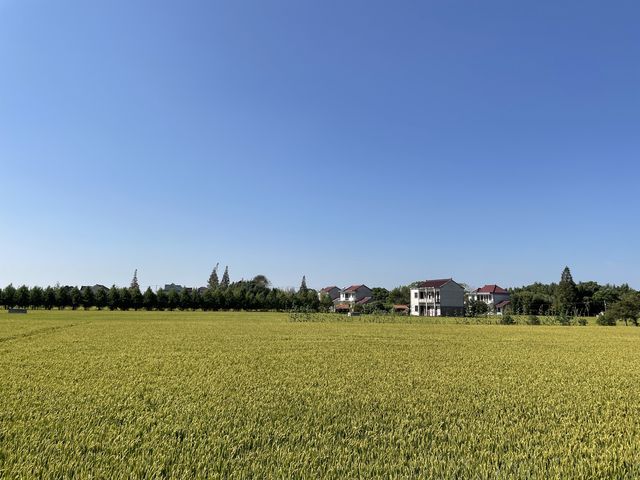 Cycling in Chongming Island