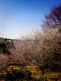 Spring spot in Hangzhou 