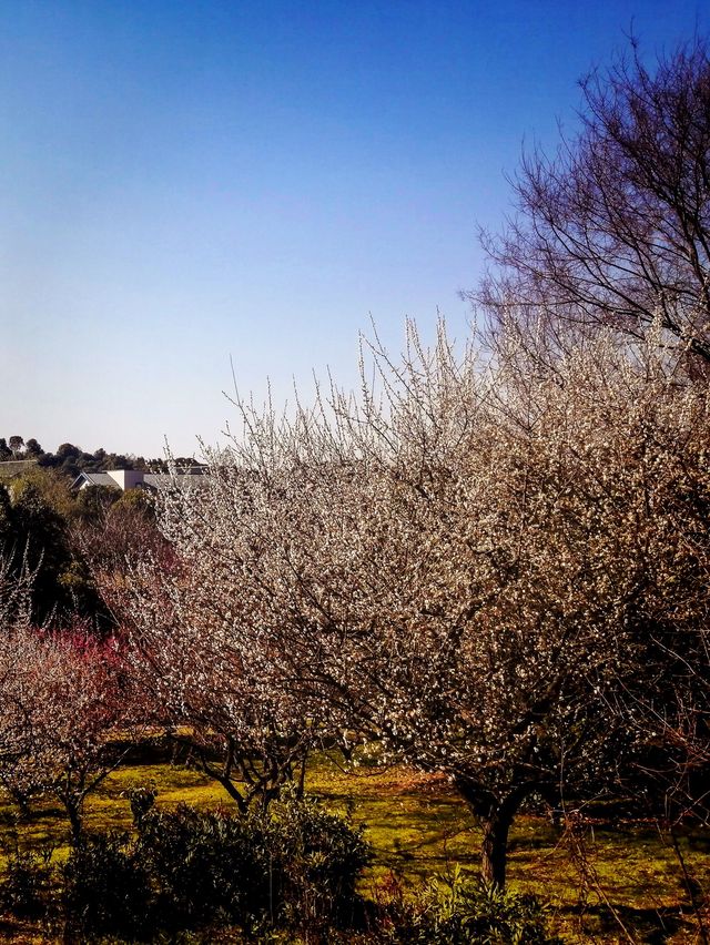 Spring spot in Hangzhou 