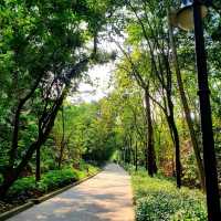 Beautiful Shenzhen Park 