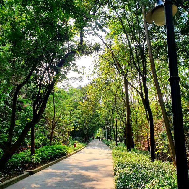 Beautiful Shenzhen Park 