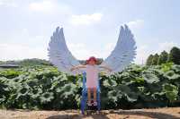 이천 성호호수 연꽃단지