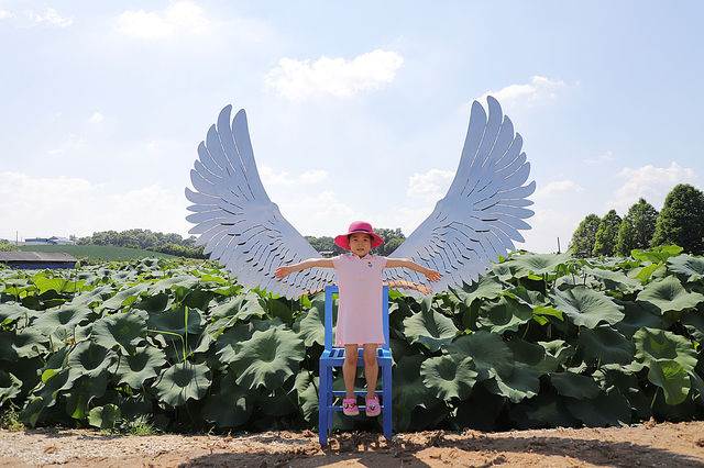 이천 성호호수 연꽃단지
