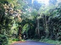 Maui_ Road to Hana