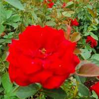 Rose Garden in Houtan Park