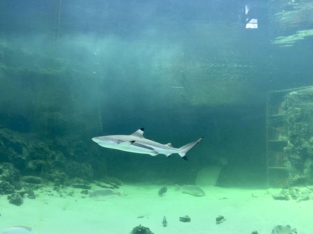 Green Connection Aquarium - Borneo, Malaysia