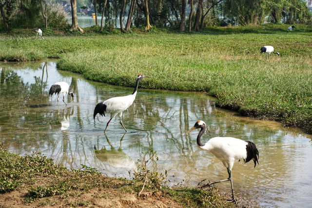 Recommend taking the elderly and children to Qixingyan Wetland Park for fun.