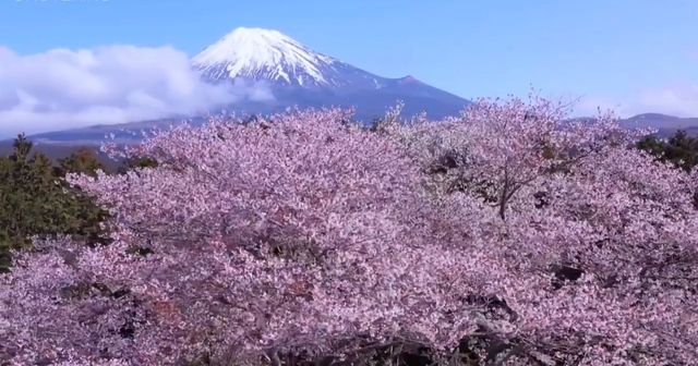 Global off-the-beaten-path destination: Japan's cherry blossom viewing.