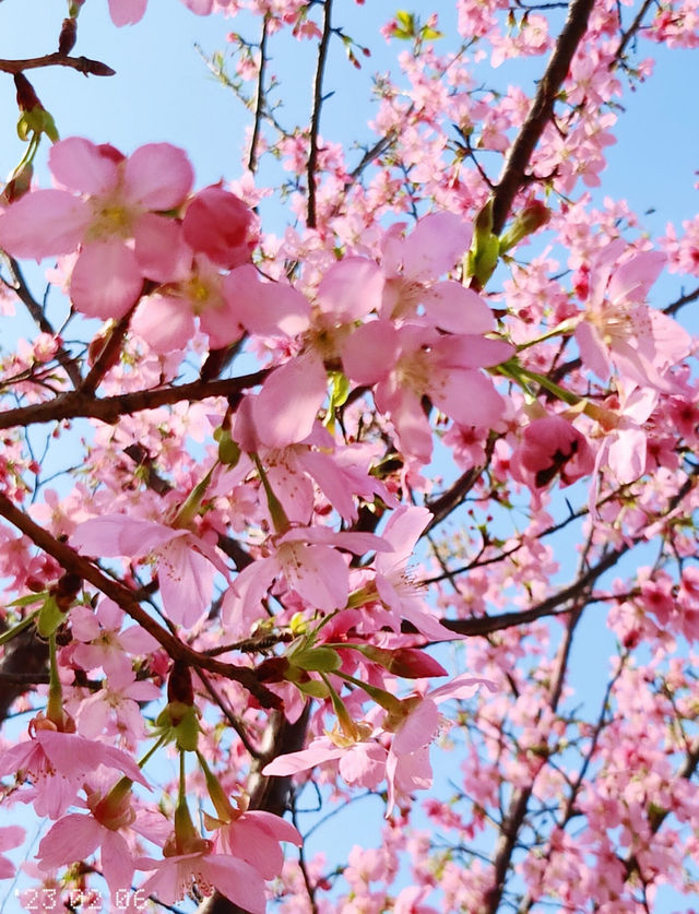 A great place to appreciate flowers | Beautiful cherry blossoms in Tung Chung are in full bloom