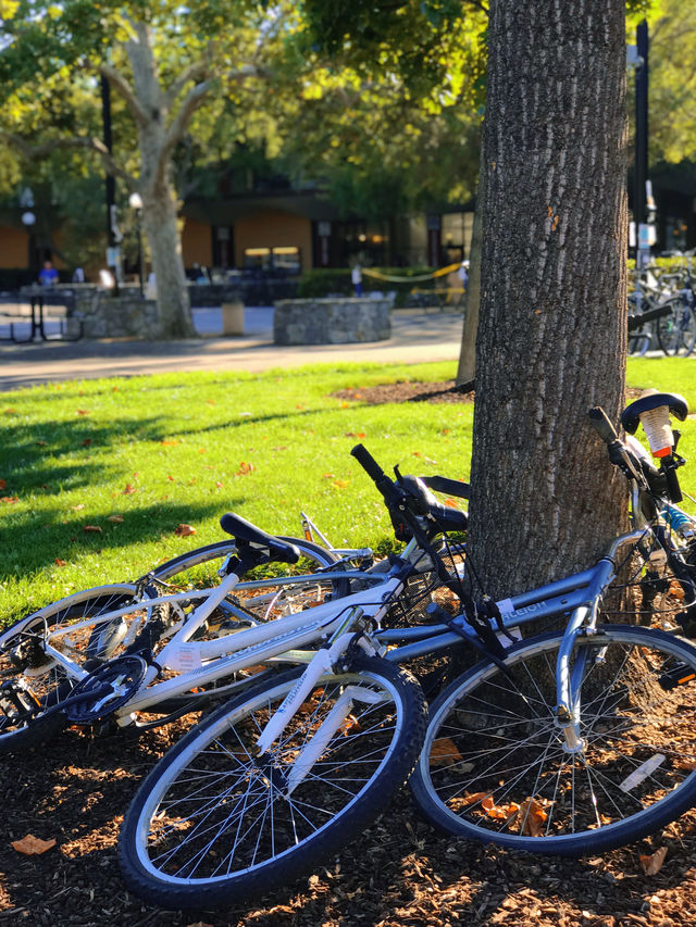 The wind of freedom always blows: Stanford University, the world-renowned immersive playground for children of prestigious schools.