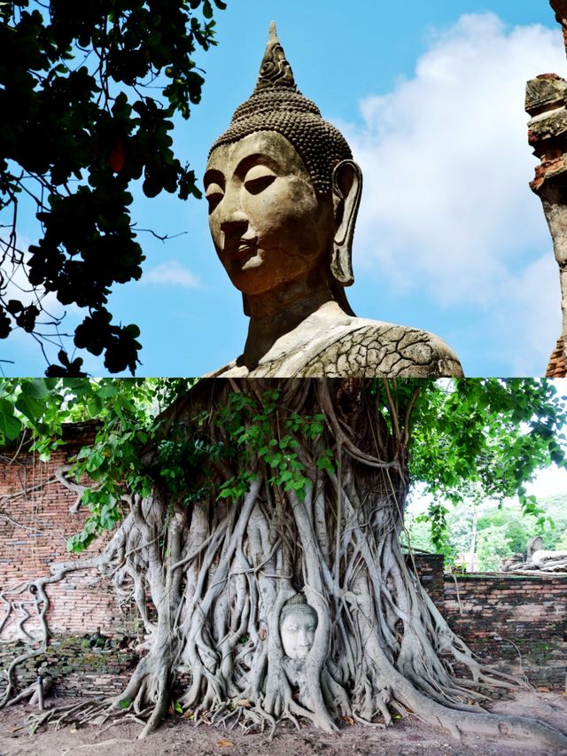 The tree embracing Buddha's head, one of the seven wonders of Thailand.