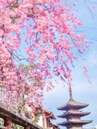 In 2023, continue the cherry blossom fate in Japan with the most comprehensive cherry blossom viewing guide!