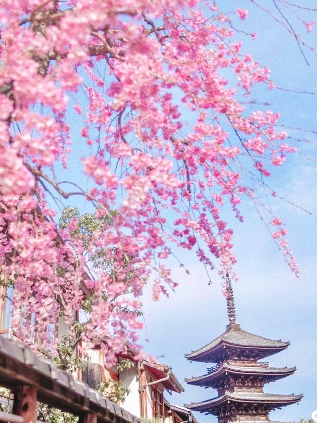 In 2023, continue the cherry blossom fate in Japan with the most comprehensive cherry blossom viewing guide!