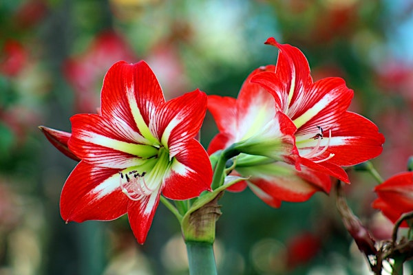 Amaryllis Centerpiece Workshop in Raleigh | Fifth Season Gardening