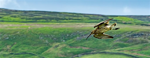 World Curlew Day - Walk for Curlews | Marsden Railway Station