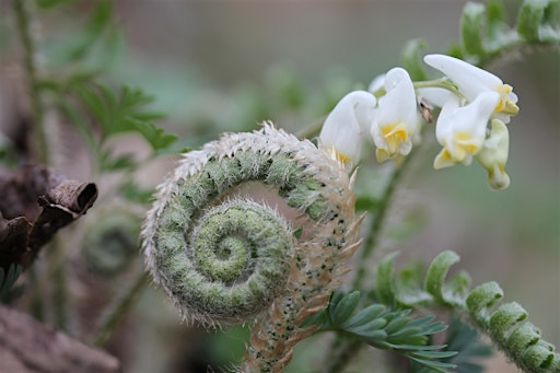 Nature Journaling: Spring Ephemeral Wildflowers | Shenks Ferry Wildflower Preserve