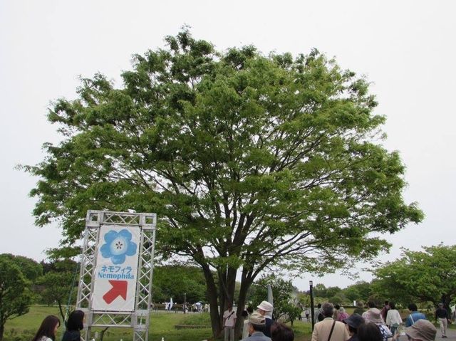遊日本·茨城縣國營常陸海濱公園