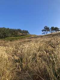 끝없는 갈대 밭, 제주 비양도🌾