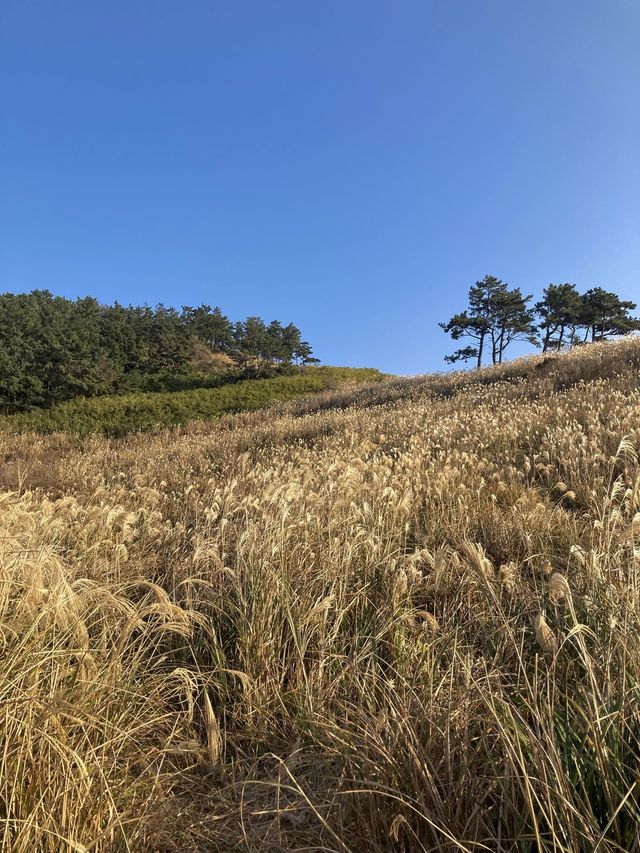 끝없는 갈대 밭, 제주 비양도🌾