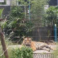 호랑이 들의 쉼터 🐯Tiger Park ! 🐅