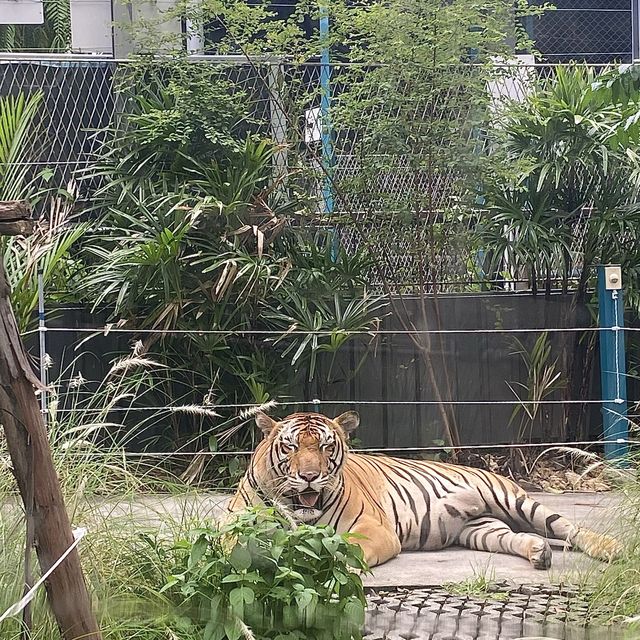 호랑이 들의 쉼터 🐯Tiger Park ! 🐅