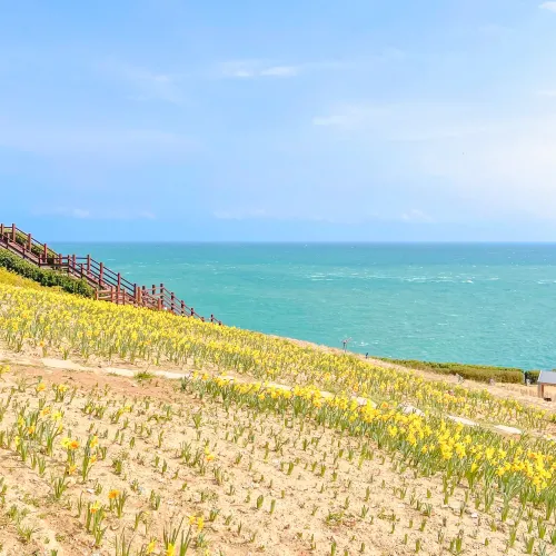 🌼봄이 찾아 온 부산