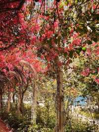 走進30米勒杜鵑花花隧道🌸