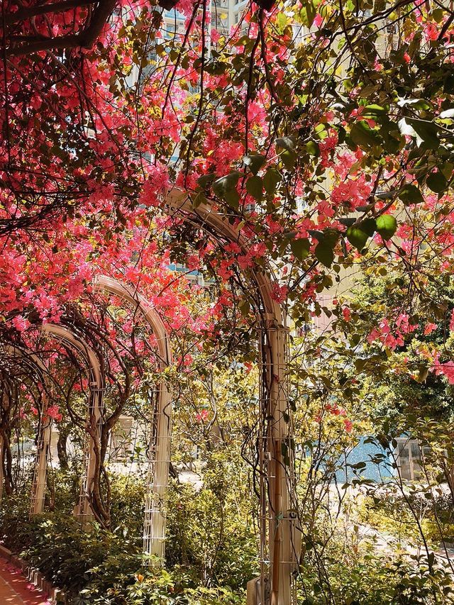 走進30米勒杜鵑花花隧道🌸