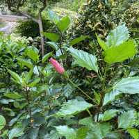 大角咀中式公園賞花｜漸變色橙黃花、烏龜、中式涼亭