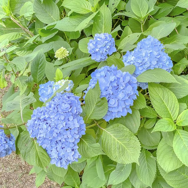 梅雨の高島中央公園の紫陽花