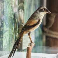📸開心遊戲打卡好去處📸🐦「盛夏雨林探索站」🐦