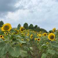 【🌻】ハーベストの丘
