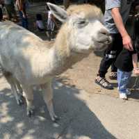 與動物近距離接觸的動物園