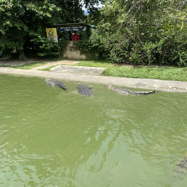 weekend with the crocodile