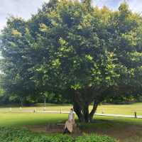 The cafe’ with beautiful natural 