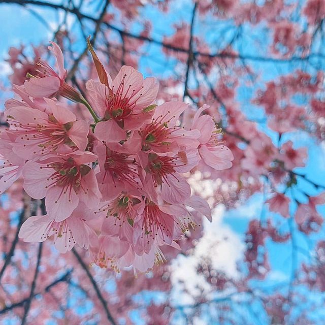 อุโมงค์ซากุระ​ @ขุนวาง